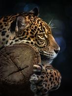 Jungle fotobehang Panter, Jungledieren behang, Luipaard, Huis en Inrichting, Verzenden, Minder dan 10 m², Roofdier, panter, luipaard