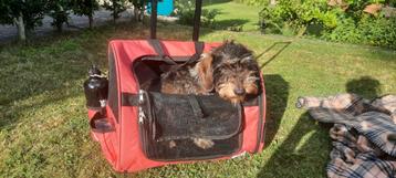 Hondenrugzak - Trolley voor 10kg hond beschikbaar voor biedingen