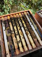 Bijenvolk F1, Dieren en Toebehoren, Insecten en Spinnen, Bijen