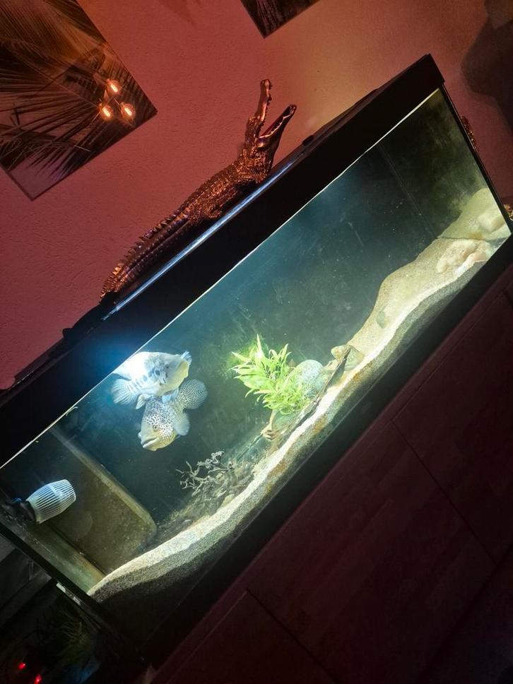 Aquarium juwel 1.50, Dieren en Toebehoren, Vissen | Aquaria en Toebehoren, Leeg aquarium, Ophalen