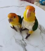 **Te Koop: Schattige Caiques  – Jouw Nieuwe Vrienden!, Meerdere dieren, Papegaai, Tam