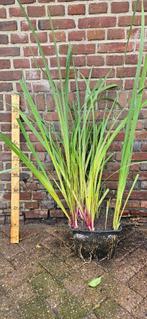 Iris pseudoacorus Gele lis water moeras plant, Ophalen, Vaste plant, Halfschaduw, Vijverplanten