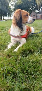 Kooiker dekreu aangeboden, Dieren en Toebehoren, Reu, Eén hond, 3 tot 5 jaar, Nederland