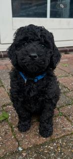 Prachtige labradoodle pup reutje, CDV (hondenziekte), 8 tot 15 weken, Eén hond, Nederland