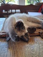 Lieve kruising kittens siamees ragdoll, 0 tot 2 jaar
