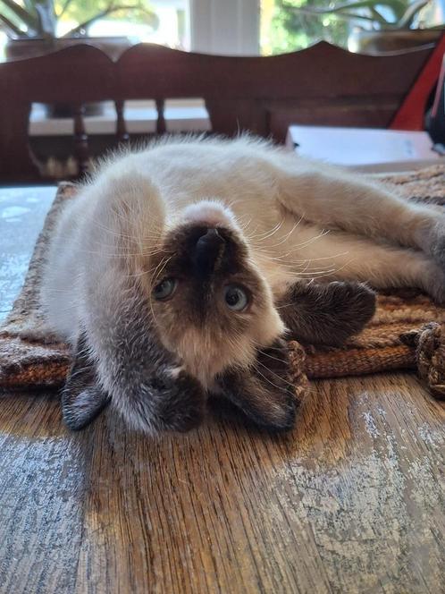 Lieve kruising kittens siamees ragdoll, Dieren en Toebehoren, Katten en Kittens | Dekkaters, 0 tot 2 jaar