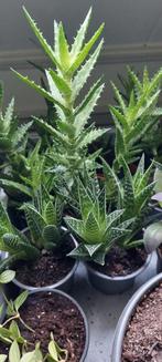 Diverse stekken van 2 soorten vetplanten - kamerplanten, Groene kamerplant, Ophalen of Verzenden, Halfschaduw, Minder dan 100 cm