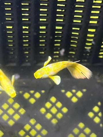 24k gold guppie mannen te koop beschikbaar voor biedingen