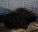 Goed huisje gezocht voor ukkie en pluk, Dieren en Toebehoren, Knaagdieren, Vrouwelijk, Tam, Maart, Cavia
