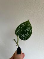 Scindapsus pictus, verse stek, Ophalen of Verzenden, Halfschaduw, Minder dan 100 cm