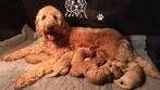 Goldendoodle Medium Pups Geboren, Overige rassen, CDV (hondenziekte), 8 tot 15 weken, Meerdere