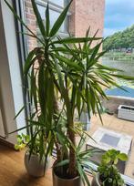 Grote Yucca ( palmlelie ) exclusief de buitenpot., Ophalen of Verzenden, Overige soorten