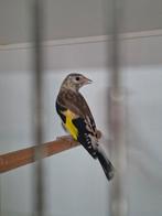 Putter witkop pop gezocht, Dieren en Toebehoren, Vogels | Overige Vogels, Vrouwelijk, Wildzangvogel, Geringd