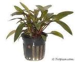 cryptocoryne beckettii €4,95, Dieren en Toebehoren, Vissen | Aquaria en Toebehoren, Ophalen of Verzenden, Nieuw, Plant(en), Steen of Hout