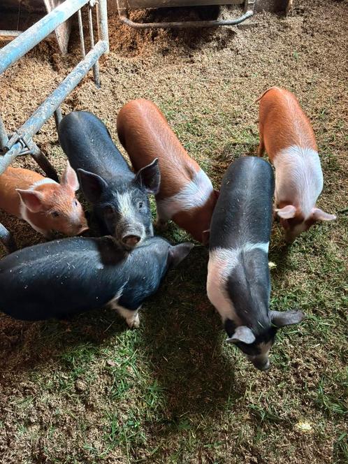 Mooie husumer biggen te koop, Dieren en Toebehoren, Schapen, Geiten en Varkens, Schaap, Meerdere dieren