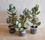 Nog 1 over: Crassula arborescens, zilverjadeplant, +/- 30 cm, Vetplant, In pot, Minder dan 100 cm, Groene kamerplant
