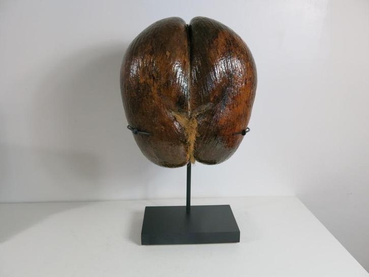 Grote ongepolijste Sea Coconut – Coco de Mer, Verzamelen, Dierenverzamelingen, Gebruikt, Beeldje of Figuurtje, Ophalen of Verzenden