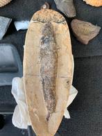 Grote Fossiel Versteende vis Rhacolepis 75€ per stuk, Ophalen, Fossiel