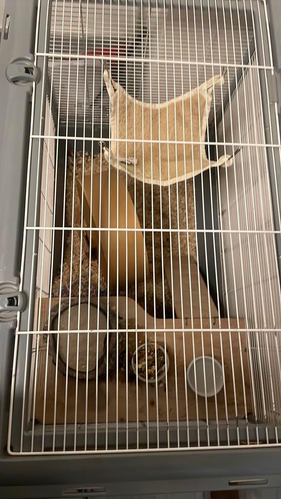 Hamster met spoed weg!!!!, Dieren en Toebehoren, Knaagdieren, Vrouwelijk, Hamster, April, Tam