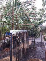 Prunus laur.Caucasica als leiboom in pot, Leiboom, Lente, 250 tot 400 cm, Ophalen