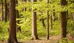 Bosgrond te koop gevraagd Hoeksche Waard, Ophalen