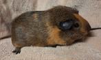 2 prachtige Californian zeugjes, Dieren en Toebehoren, Knaagdieren, Januari, Vrouwelijk, Cavia