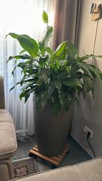 Plant en Pot, Huis en Inrichting, Kamerplanten, Ophalen of Verzenden, Halfschaduw, Minder dan 100 cm