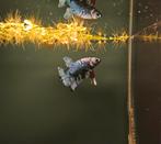 Kempvis avatar man (Betta splendens), Vis, Zoetwatervis