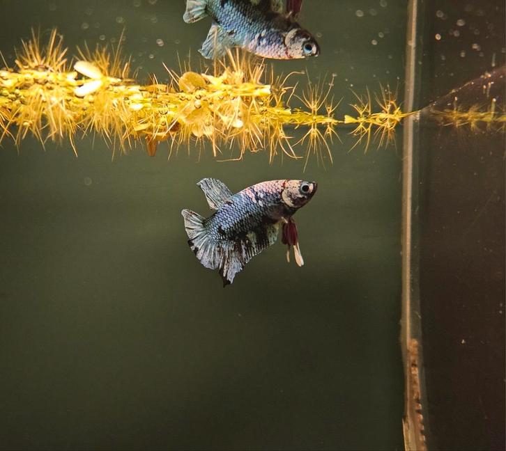 Kempvis avatar man (Betta splendens), Dieren en Toebehoren, Vissen | Aquariumvissen, Zoetwatervis, Vis