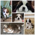 Sint Bernard pups, Dieren en Toebehoren, Rabiës (hondsdolheid), 8 tot 15 weken, Groot, Meerdere