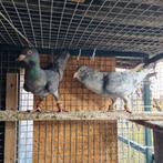 Duiven koppel te koop   € 150