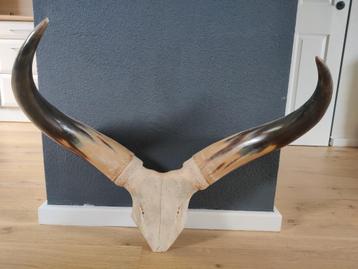 Originele Watusirund schedel met hoorns - zeldzame decoratie beschikbaar voor biedingen