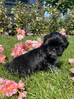 Prachtige boomer pups, Maltezer, 8 tot 15 weken, Meerdere, Meerdere dieren