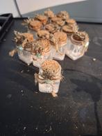 Sierpotjes Partij, Ophalen of Verzenden