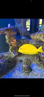 Gele doktervis zeewateraqurium te koop, Dieren en Toebehoren, Vissen | Aquariumvissen, Vis