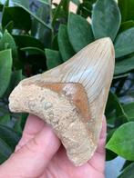 Grote megalodon (10,9 cm), haaientand, Indonesië 9, Verzamelen, Mineralen en Fossielen, Ophalen of Verzenden, Fossiel