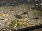 Halfwas kweekgroep 8 corydoras venezuela blacks, Dieren en Toebehoren, Vis