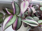 Stek Tradescantia zebrina Quadricolor, Bloeiende kamerplant, Ophalen of Verzenden, Halfschaduw, Minder dan 100 cm
