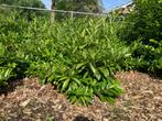 Partij Prunus lau. Zabeliana veldopruiming. +/-150 stuks., Tuin en Terras, Planten | Struiken en Hagen, Ophalen, Laurier, Struik