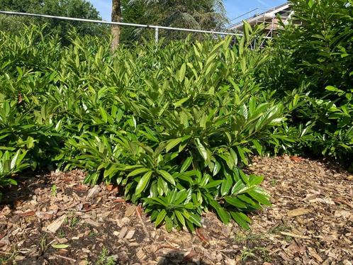 Partij Prunus lau. Zabeliana veldopruiming. +/-150 stuks., Tuin en Terras, Planten | Struiken en Hagen, Struik, Laurier, Minder dan 100 cm