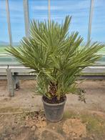 Palm, Chamaerops humilis, winterhard., 100 tot 250 cm, Zomer, Palmboom, Ophalen