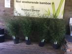 Fargesia Red Dragon, niet woekerende bamboe met rode stengel, Vaste plant, Bloeit niet, Halfschaduw, Ophalen