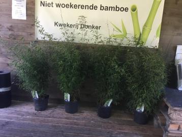 Fargesia Red Dragon, niet woekerende bamboe met rode stengel beschikbaar voor biedingen
