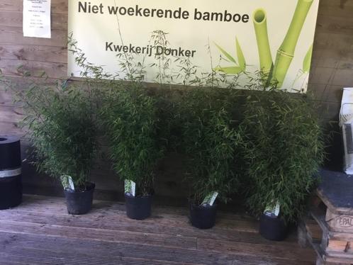 Fargesia Red Dragon, niet woekerende bamboe met rode stengel, Tuin en Terras, Planten | Tuinplanten, Vaste plant, Overige soorten