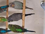 Te koop bfbw, Meerdere dieren, Dwergpapegaai of Agapornis