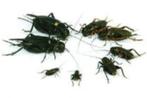 krekels, wasmot, fruitvliegen, meelworm etc evt per post, Dieren en Toebehoren, Insecten en Spinnen