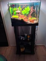 Mooie aquarium kompleet, Ophalen, Zo goed als nieuw, Gevuld zoetwateraquarium