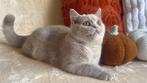 Anise - Britse Korthaar kitten met uitstekende stamboom, Poes, Gechipt, 0 tot 2 jaar