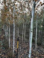 Witte,Himalaya berk, Tuin en Terras, Ophalen