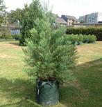 Sequoia / Mammoet bomen uit de USA: 2 meter hoogte, Bloeit niet, Overige soorten, 100 tot 250 cm, Ophalen
